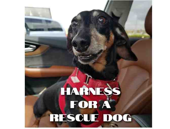 Harness for a Rescue Dog - Photo 1