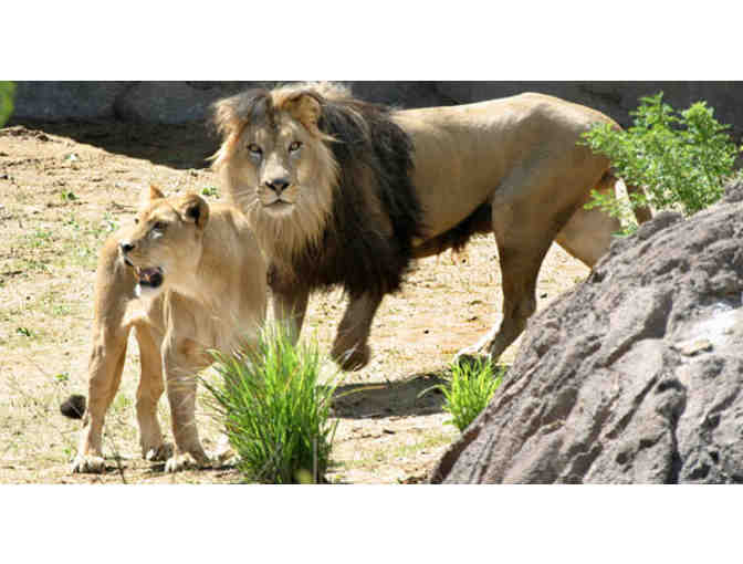Family 4-pack of passes to the Denver Zoo