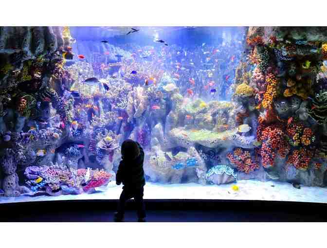 New England Aquarium Admission Passes (2)