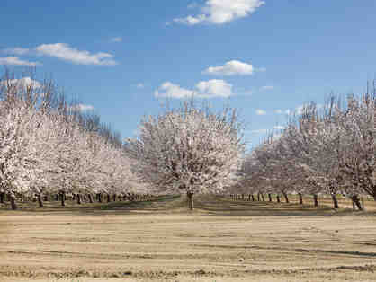 Almond orchard in bloom west of Lost Hills, CA. by Sam Comen