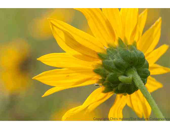 Nature Photograph Digital Image