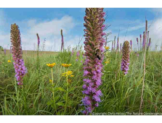 Nature Photograph Digital Image