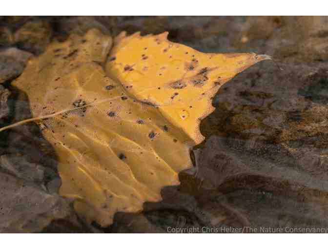 Nature Photograph Digital Image