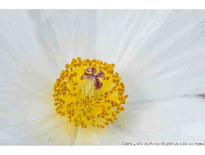 Nature Photograph Digital Image