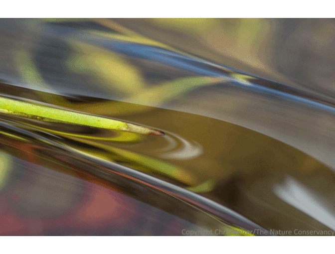 Nature Photograph Digital Image