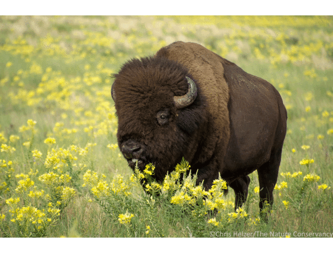 Nature Photograph Digital Image