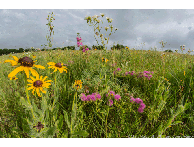 Nature Photograph Digital Image