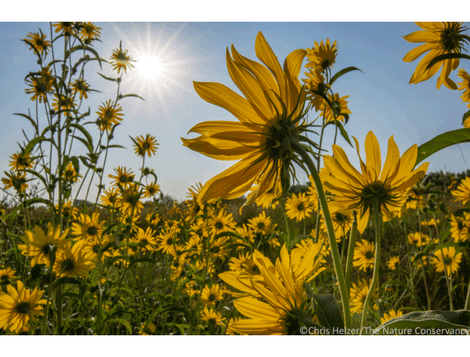 Nature Photograph Digital Image