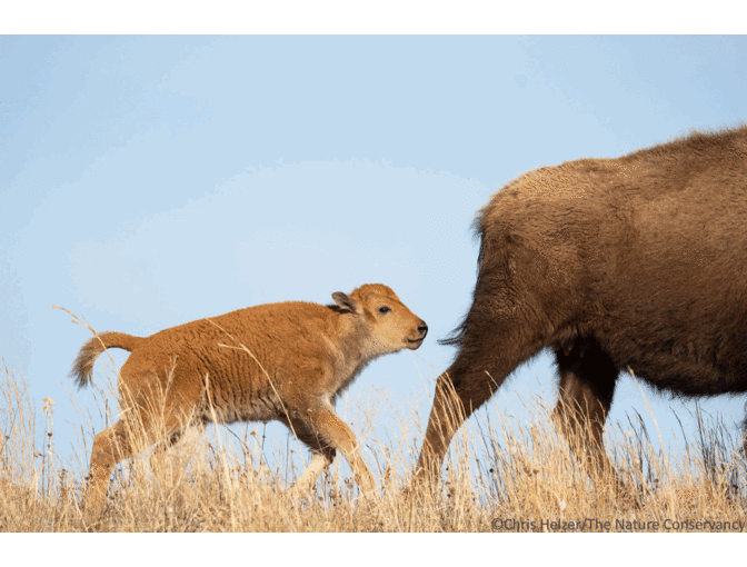 Nature Photograph Digital Image