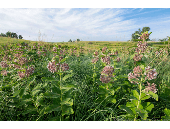 Nature Photograph Digital Image