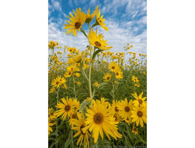 Nature Photograph Digital Image