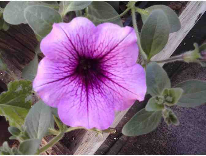 Houghton's Greenhouse $25 Gift Certificate (2 of 2)