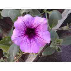 Houghton's Greenhouse