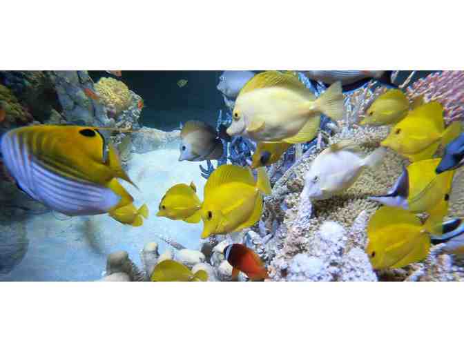 New England Aquarium Day Passes for Two