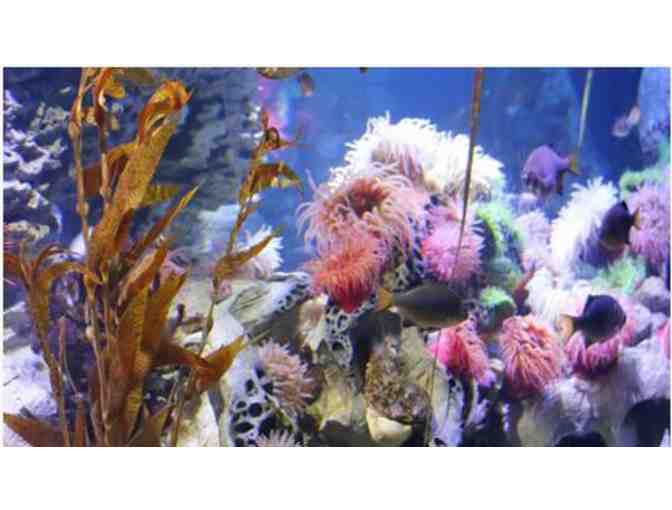 New England Aquarium Day Passes for Two