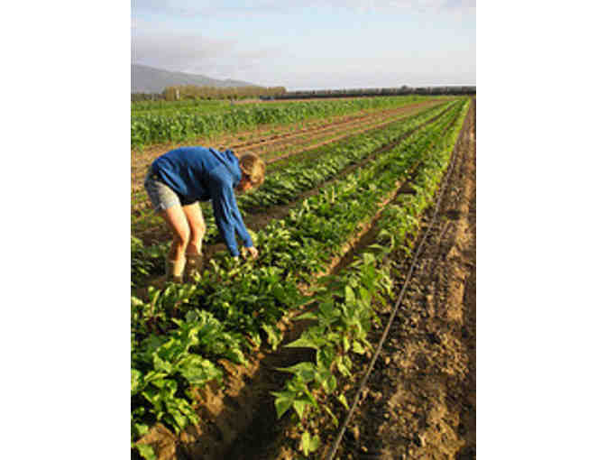 4 Weeks of Certified Organic Produce : The Abundant Table CSA!