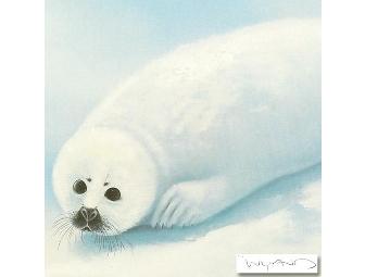 'Baby Harp Seal'