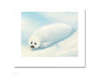 'Baby Harp Seal'