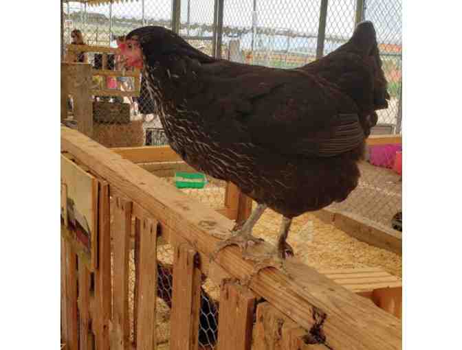 TANAKA FARMS FOR 4 - GIFT CERTIFICATE VALID FOR ENTRY TO TANAKA FARMS