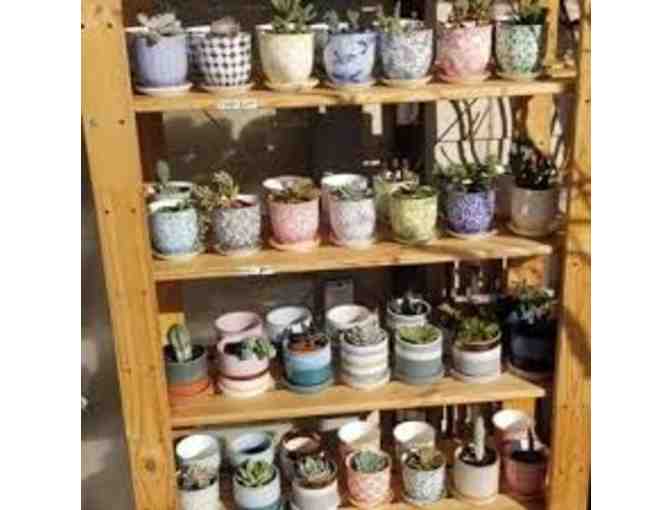 M'PRESSIONS $25.00 GIFT CARD