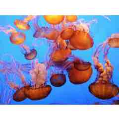 Cabrillo Marine Aquarium