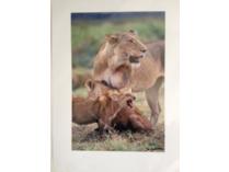 Photograph by Acclaimed Artist Suzi Esterhaus