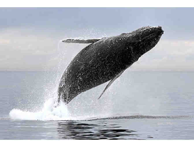 Captain Bill & Sons Whale Watch Gift Certificate