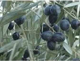 Vida Oliva - A case of Arbequina Organic Olive Oil