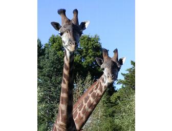 Zoo New England - Family Four Pack of Tickets