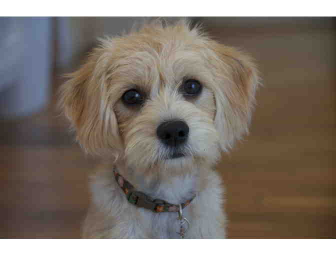 Miriam Joy Michelson Photography - Family Photo Shoot for up to 7 People