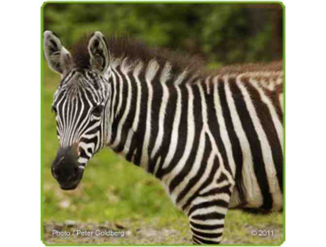 Roger Williams Park Zoo - 4 Admissions Passes