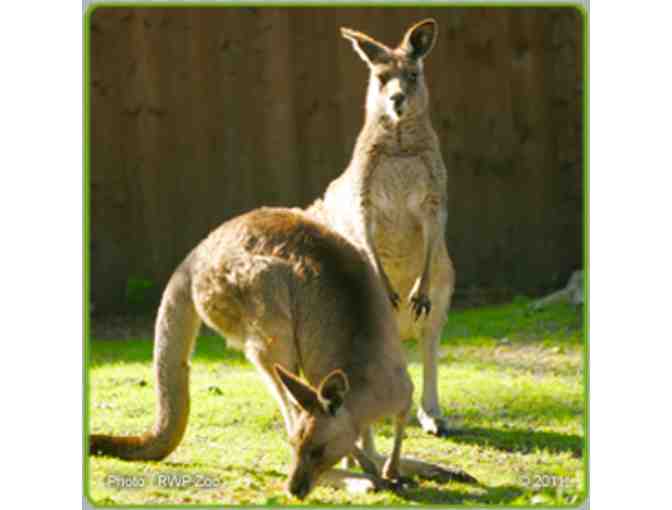 Roger Williams Park Zoo - 4 Admissions Passes