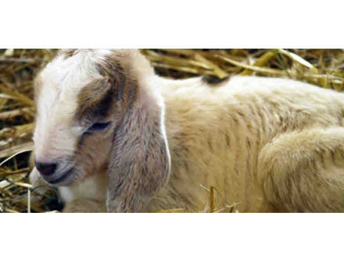 Drumlin Farm - One Day Pass for 5 People