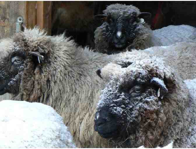 Drumlin Farm - One Day Pass for 5 People