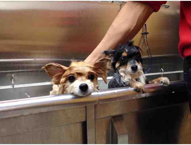 B.Y.O.D Dog Wash - Uber Spa Package for Your Dog!
