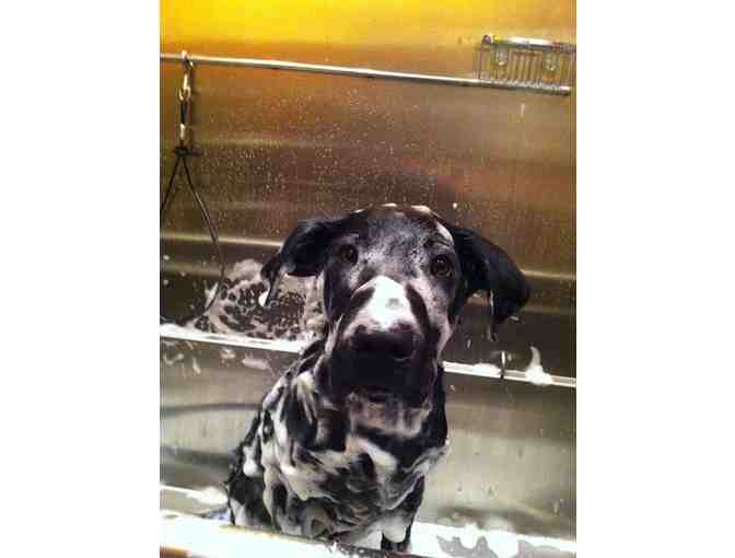 B.Y.O.D. - Gift Card for an "Uber Spa" Dog Wash - Photo 3