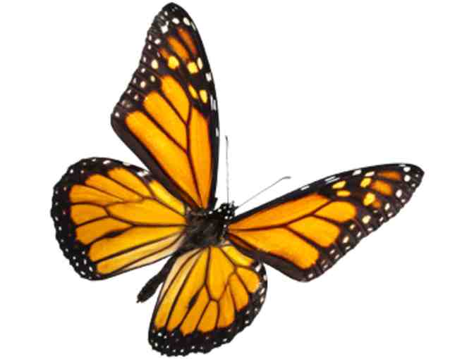 $35 Gift Certificate to the Butterfly Place (Westford, MA)