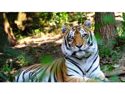 Tiger Experience in St. Genevieve Missouri with a 3-Night Stay for 2