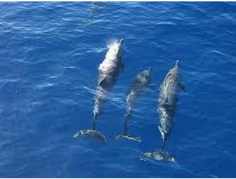 Lanai Snorkel & Dolphin Watch for Two!!