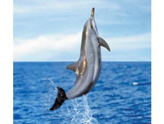 Lanai Snorkel & Dolphin Watch for Two!!