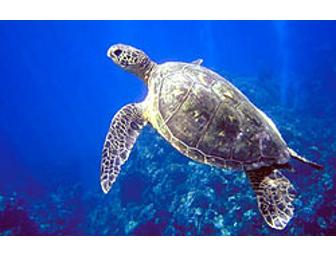 Discover Ka'anapali Snorkel Sail