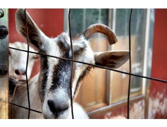 GRAND DAIRY TOUR for Two @ Surfing Goat Dairy