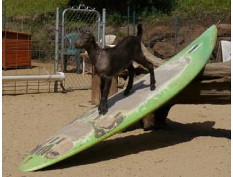 GRAND DAIRY TOUR for Two @ Surfing Goat Dairy