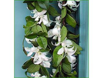 $50 Gift Certificate - A Special Touch Florist