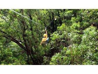 (1) 6-Line Treetop Canopy Tour