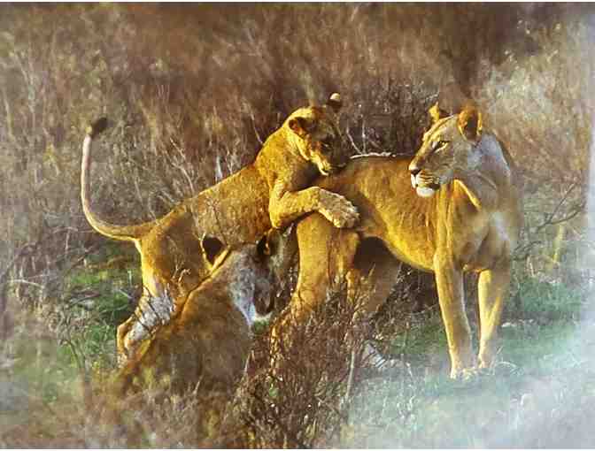 Lioness and Cubs playing