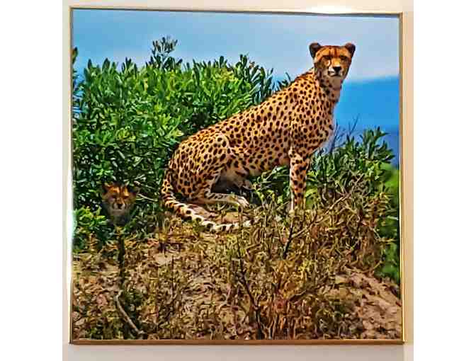 Artistic, Original Photo by M. Wasson: Cheetah standing Guard 26.25' x 26.25'