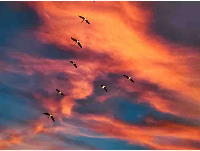 Art -- Original photo by Merle Wasson -- Sunset Flight -- 26.25' x 26.25'