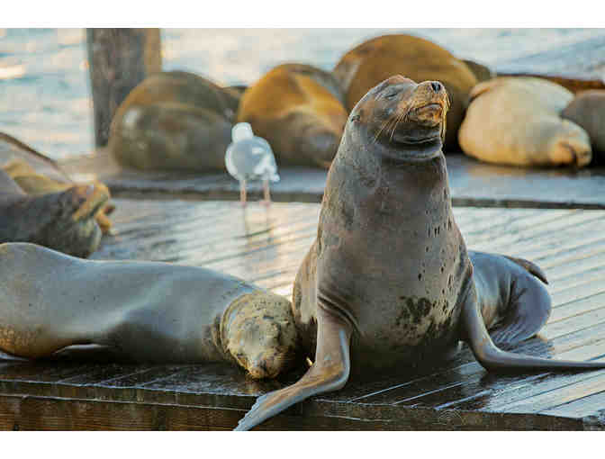 A Family Fun Pack for San Francisco's PIER 39