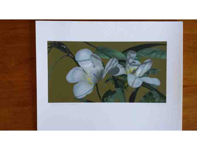 Five Flower Prints by Anne-Claude Cotty